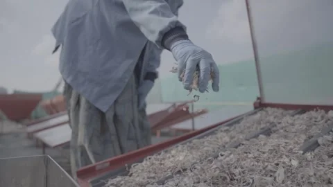 Quality check of sun-dried onions in an outdoor facility Stock-Footage 327443471