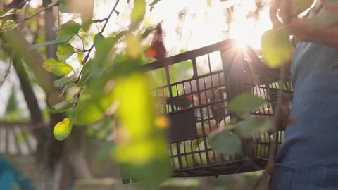 Quality comes first: the farmer selects the best apples for her customers. The Video stock 283201692