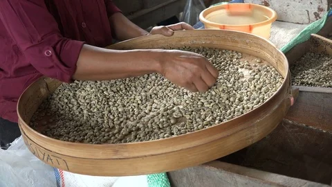 Quality control and selection coffee plantation factory Indonesia Asia Stock Footage 78429783