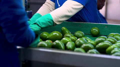 Quality Control of Avocados on Conveyor Belt in Processing Factory Stock Footage 337970656