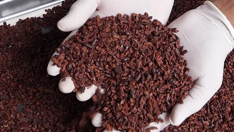 Quality control of cocoa nibs, and the Process of making chocolate 스톡 동영상 263091880