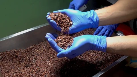 Quality control of cocoa nibs. Process of making chocolate. Video stock 88950687