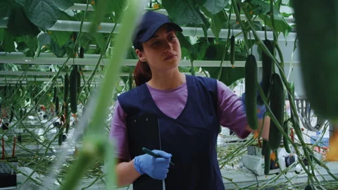 Quality Control of Cucumbers in Modern Greenhouse 库存影片 313537637