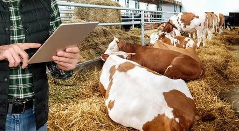 Quality control dairy or beef bio farm. Farmer stands next to lying cows and usi Stock Photos