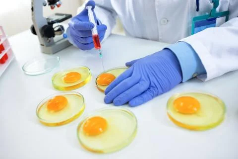 Quality control expert inspecting at chicken eggs Stock Photos