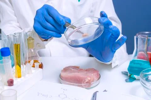 Quality control expert inspecting at meat products in the laboratory Stock Photos