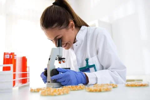 Quality control expert inspecting sample of corn Stock Photos