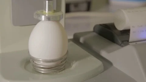 Quality control expert inspection of eggs Stock Footage 84670830