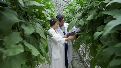 Quality control professionals discussing vegetable plants Stock Footage 96576774