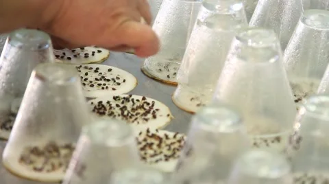 Quality control of seeds of pine and spruce in the laboratory Stock Footage 59092041