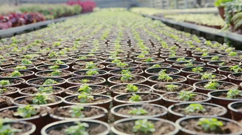 Quality control. Senior scientist or tech observes stselects new breed of basil Stock Footage 60837477