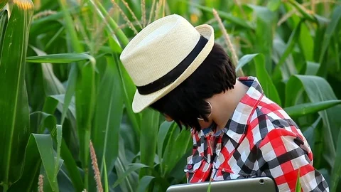 Quality examination of corn Stock Footage 77324121