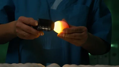 The Quality Inspection of Eggs involves undergoing a detailed Candling Process Stock Footage 294102322