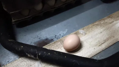 Quality Inspection of Fresh Chicken Eggs by Worker Wearing Protective Gloves Stock Footage 338121763