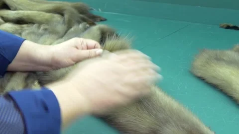 Quality inspection of mink fur. Close-up. Stock Footage 335294459