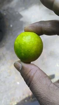 The quality of lemon is very good. Stock Photos