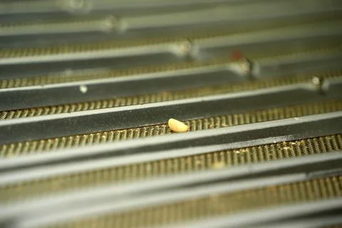 Quality separator machine Coffee plantation detail close up Stock Photos