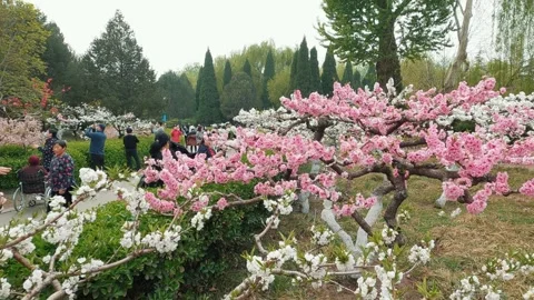 A quality time in a flower park. Stock Footage 241195861