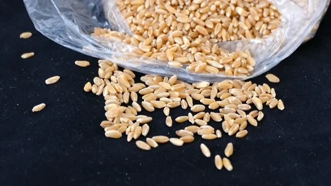 Quality wheat to make flour on black ground Stock Footage 93611726