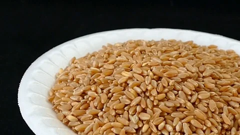 Quality wheat to make flour on the rotating stand Stock Footage 93611767