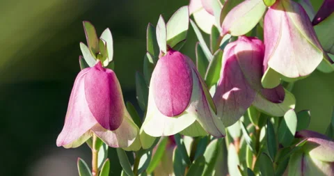 Qualup Bell Wildflowers between Perth, Margaret River. Western Australia Tourism Video stock 159985510