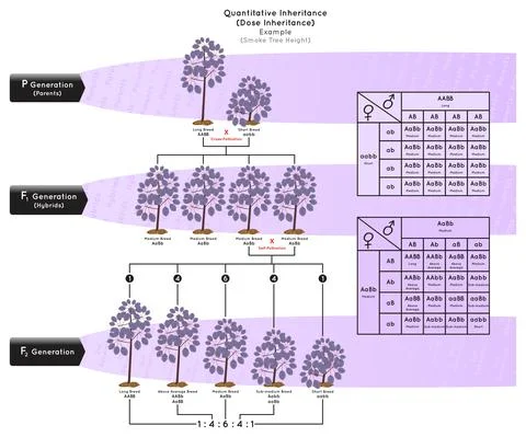 Quantitative Inheritance Dose Inheritance Infographic Diagram example smoke tree Illustration