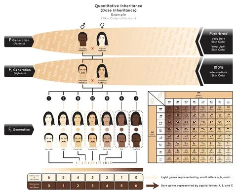Quantitative Inheritance Infographic Diagram example human skin color genetic Stock-Illustration