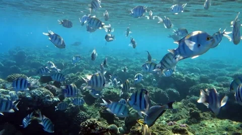 Quantities of marine and coral fish - Red sea Stockbeeldmateriaal 64258297