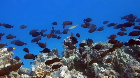 Quantities of marine and coral fish - Red sea Stock Footage 64258671