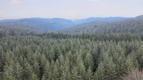 Quantocks-Somerset-Forest-2 Stock Footage 161960830