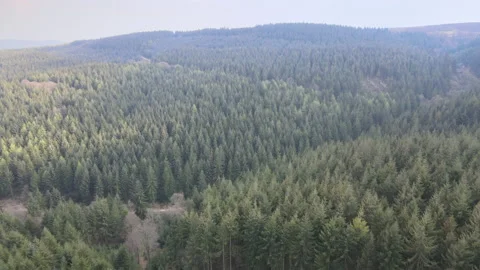 Quantocks-Somerset-Forest-3 Stock Footage 161961040