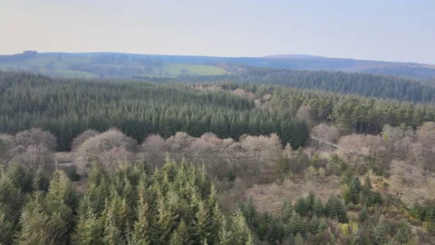 Quantocks-Somerset-Forest-4 Stock Footage 161961143
