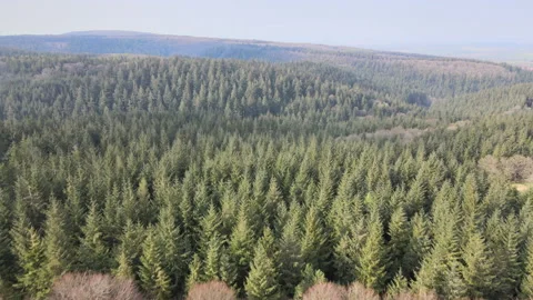 Quantocks-Somerset-Forest-5 Stock Footage 161961247