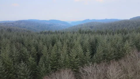 Quantocks-Somerset-Forest Stock Footage 161960675