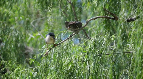 Quarrel Stock Footage 453663