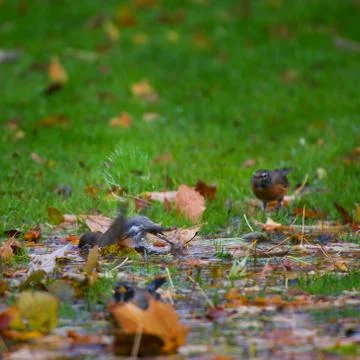 Quarrel Stock Photos