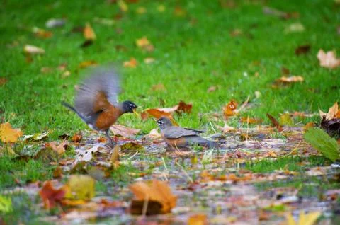 Quarrel Stock Photos