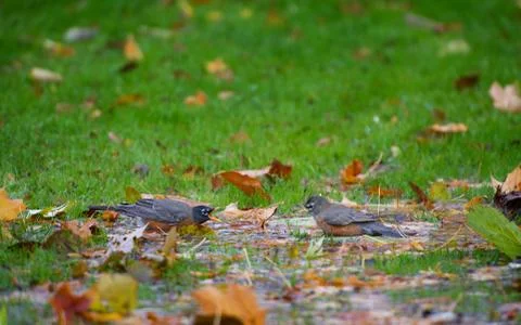 Quarrel Stock Photos