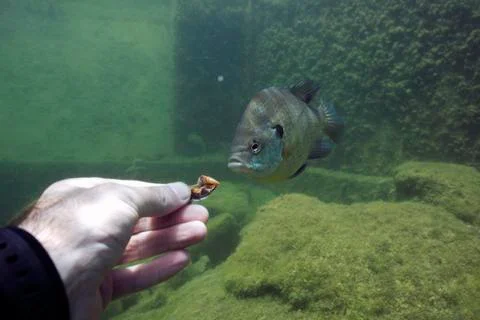 Quarry Fish Stock Photos
