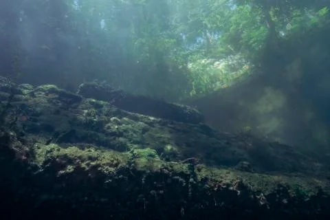 Quarry Fish Stock Photos