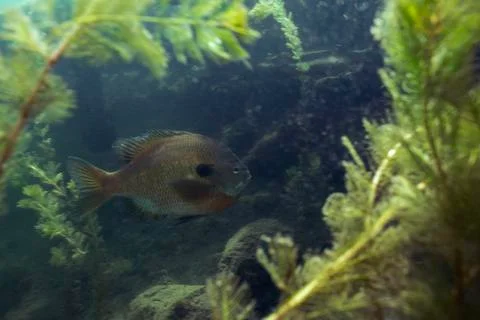 Quarry Fish Stock Photos