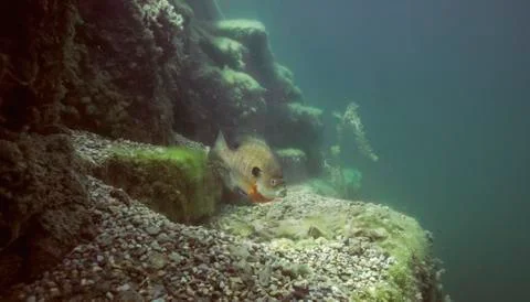 Quarry Fish Stock Photos