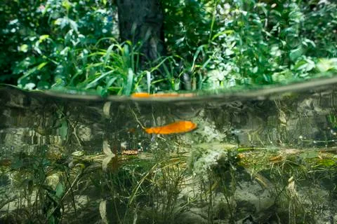 Quarry Fish Stock Photos