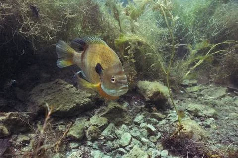 Quarry Fish Stock Photos