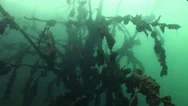 Quarry In Underwater Tree Stock Footage