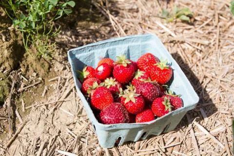 Quart of strawberries Stock Photos