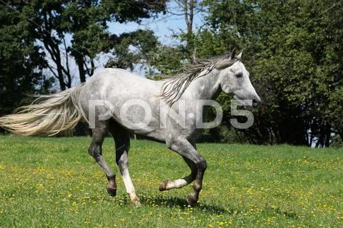 Quarter horse stallion running in freedom Stock Photos