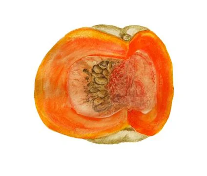 Quarter of pumpkin Stock Illustration