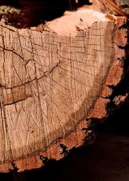 Quarter Section Oak Log Stock Photos