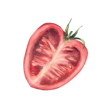 Quartered red tomato with green stem. Hand painted watercolor food illustration Illustration